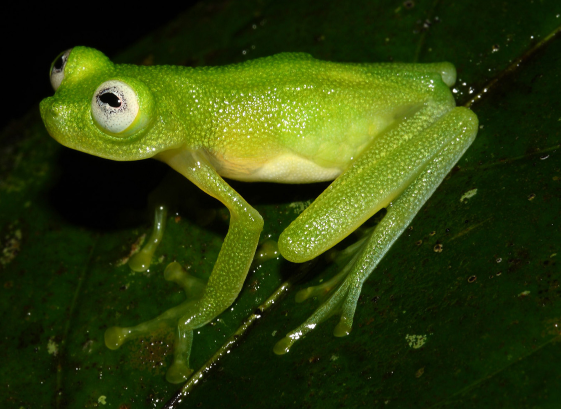 Close up of a glass frog sitting on a leaf