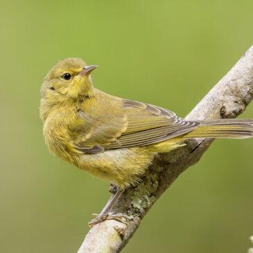 A small orange crowned warbler sitting on a branch with a blurry green background