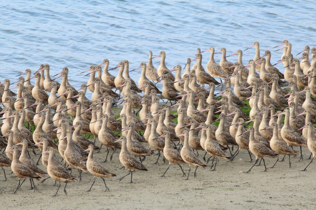 The photo shows a flock of shorebirds on a beach.
