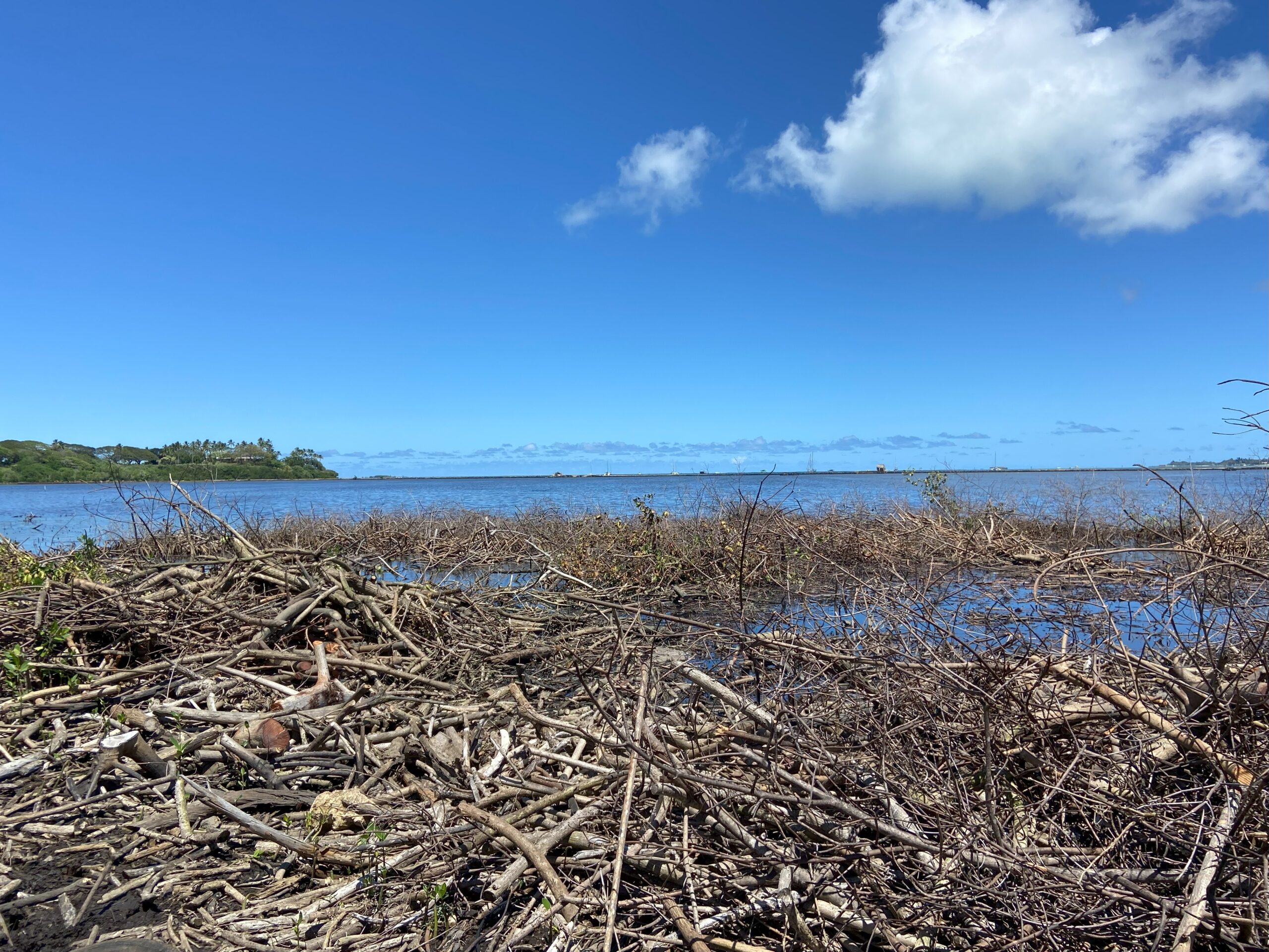 Mangroves at the Heʻeia loko iʻa (fishpond). Credit: Monica Iglecia