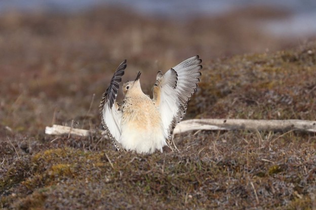 Buff-breasted Sandpiper, Photo by Shiloh Schulte