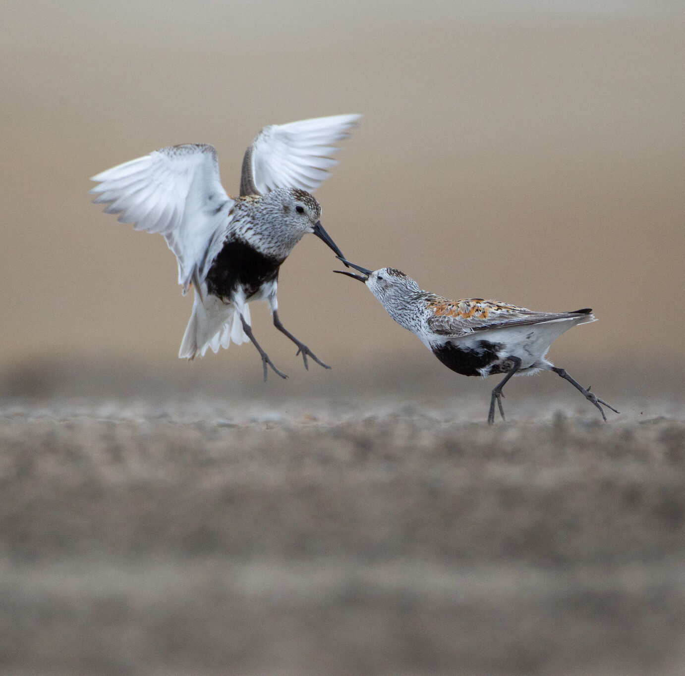 Two dunlin interacting