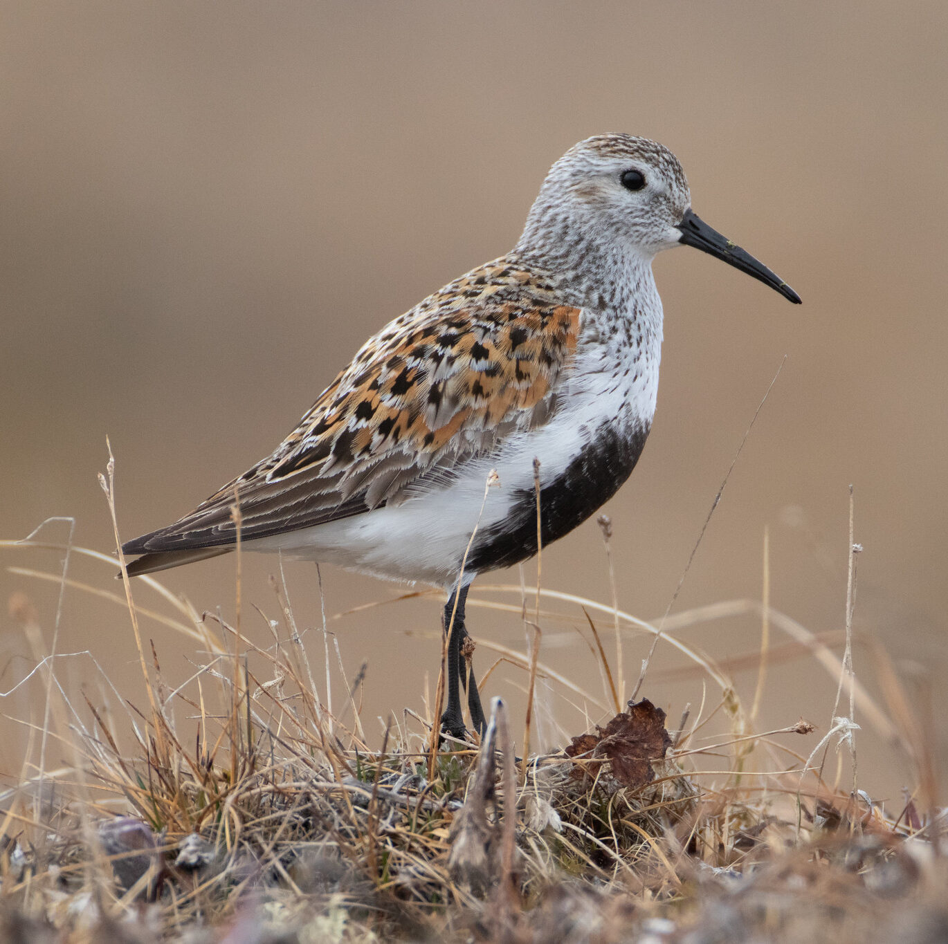 Shorebird standing on grass with blurred brown background