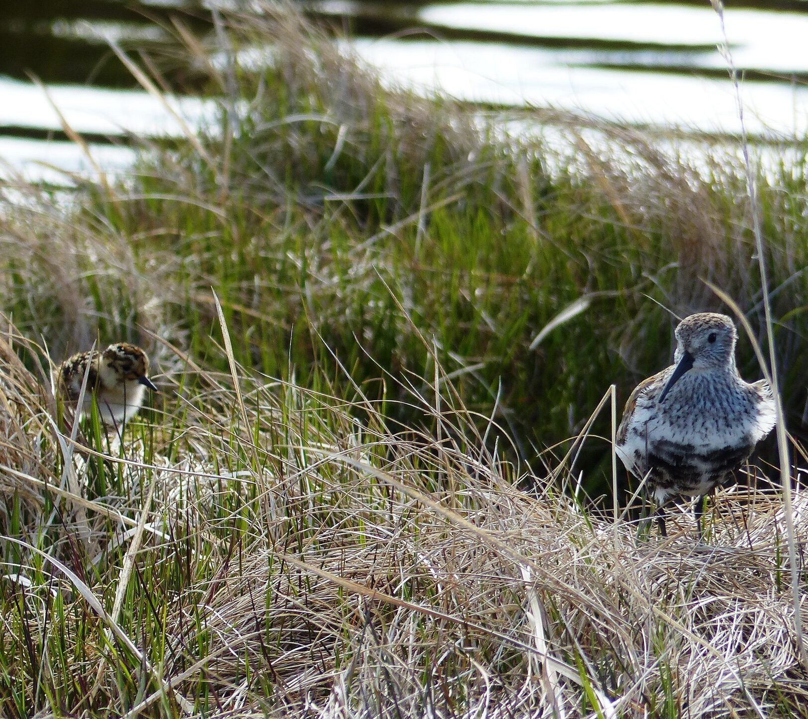 Bird standing in grassy wetland habitat near a pond