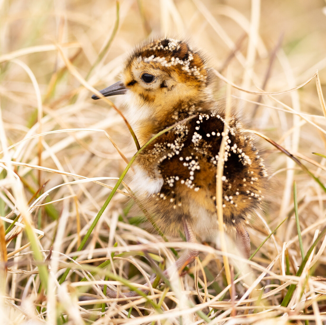 Fluffy baby bird in grassy field during springtime.