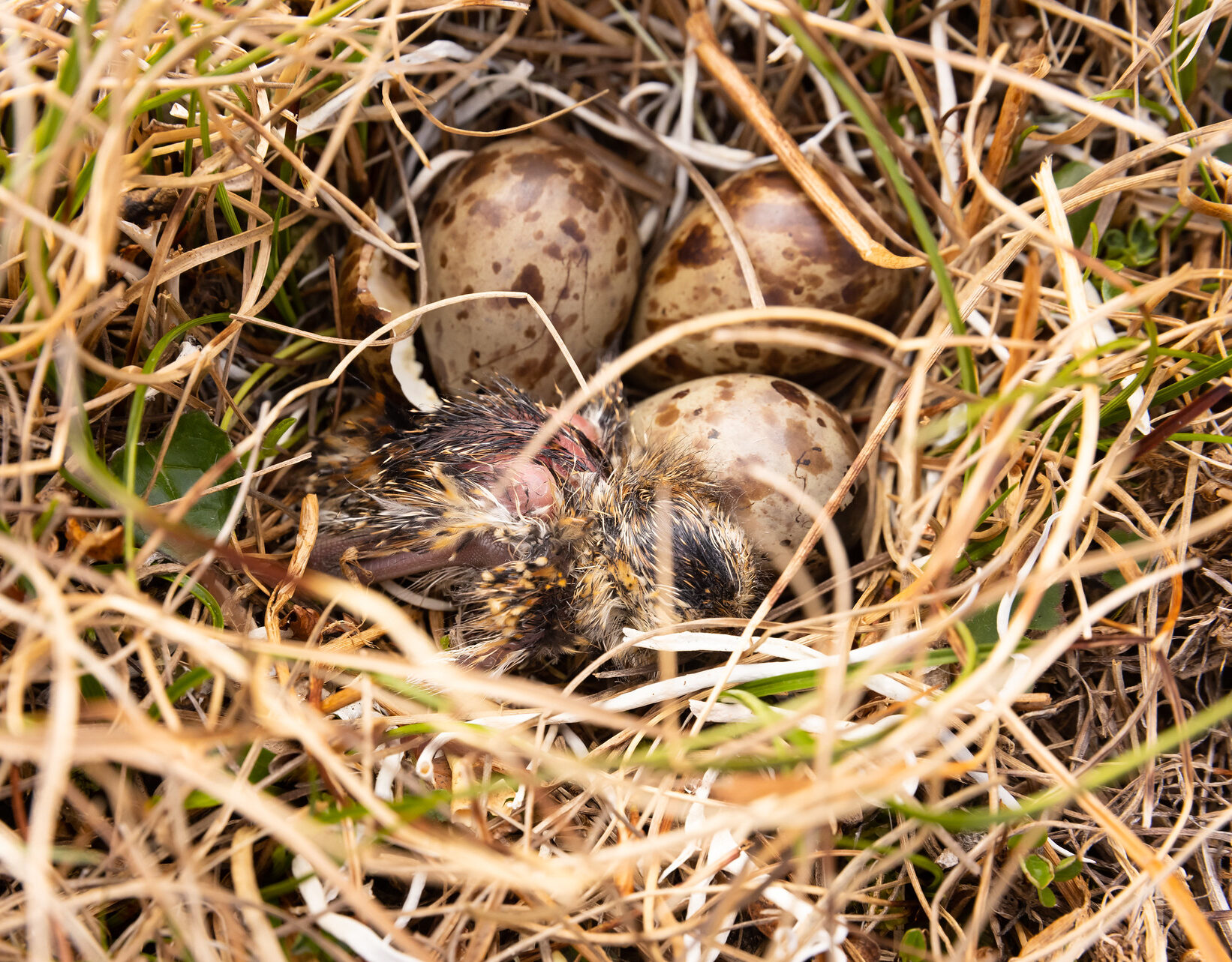 Baby bird and eggs nestled in grassy nest in nature.