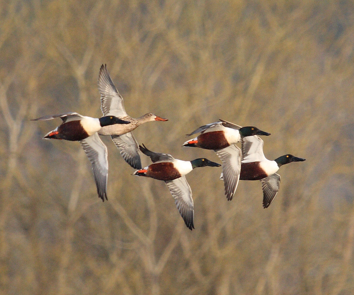 Birds-NOSH-1-©-BarryTroutman