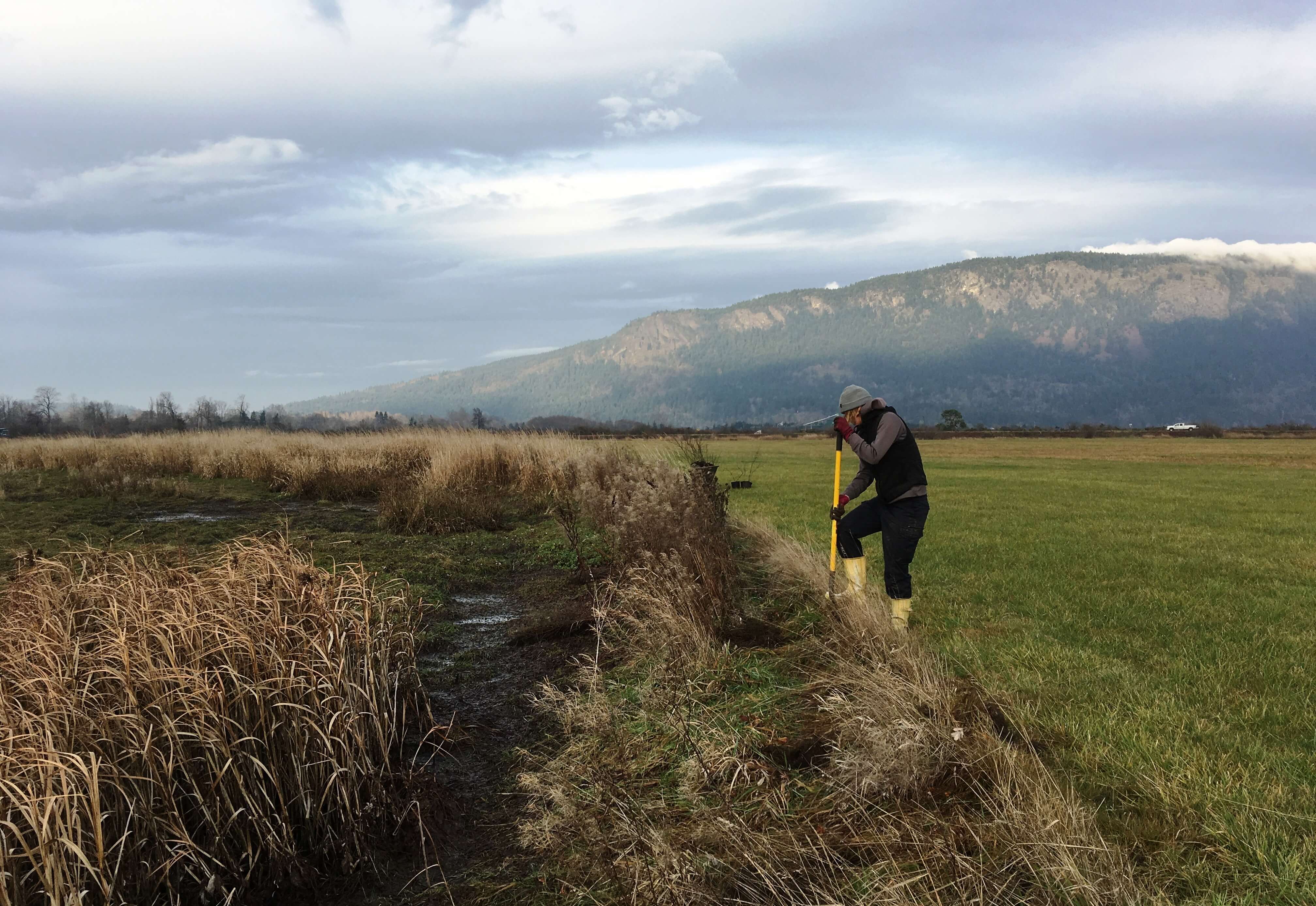 Hilary Blackman of Dinsdale Farm, Replanting Hedgerow <br>Photo by P. deKoning