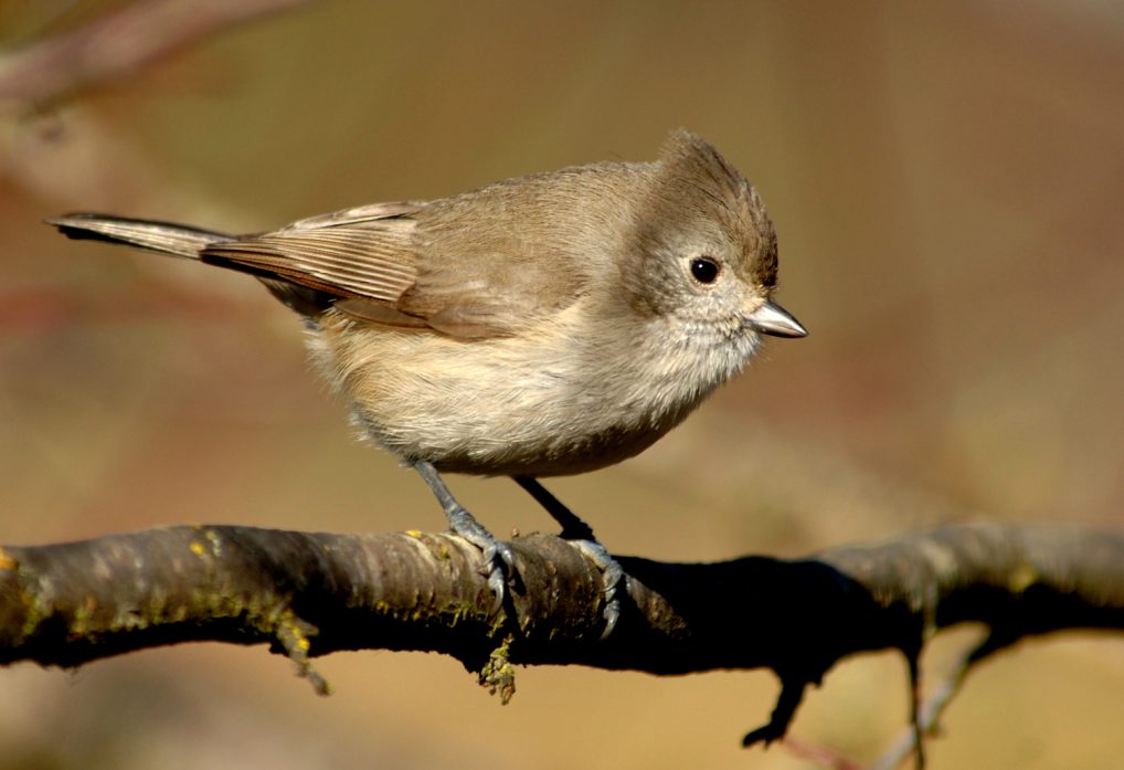 Oak Titmouse<br>© Joseph Oliver, Oregon Department of Fish and Wildlife