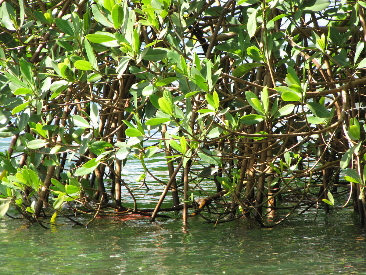 Red Mangrove, Forest and Kim Starr, Creative Commons