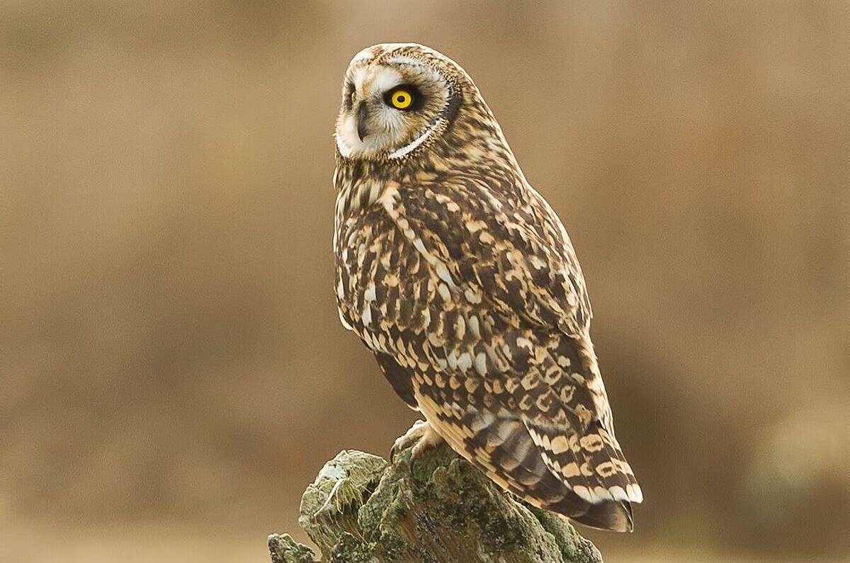 Short-eared Owl<br>Photo-Steve Large