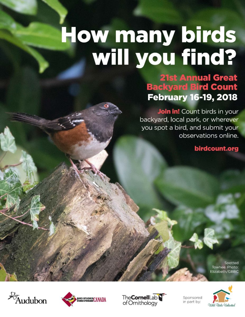 Towhee_GBBC_Poster_2018_Regular-927x1200