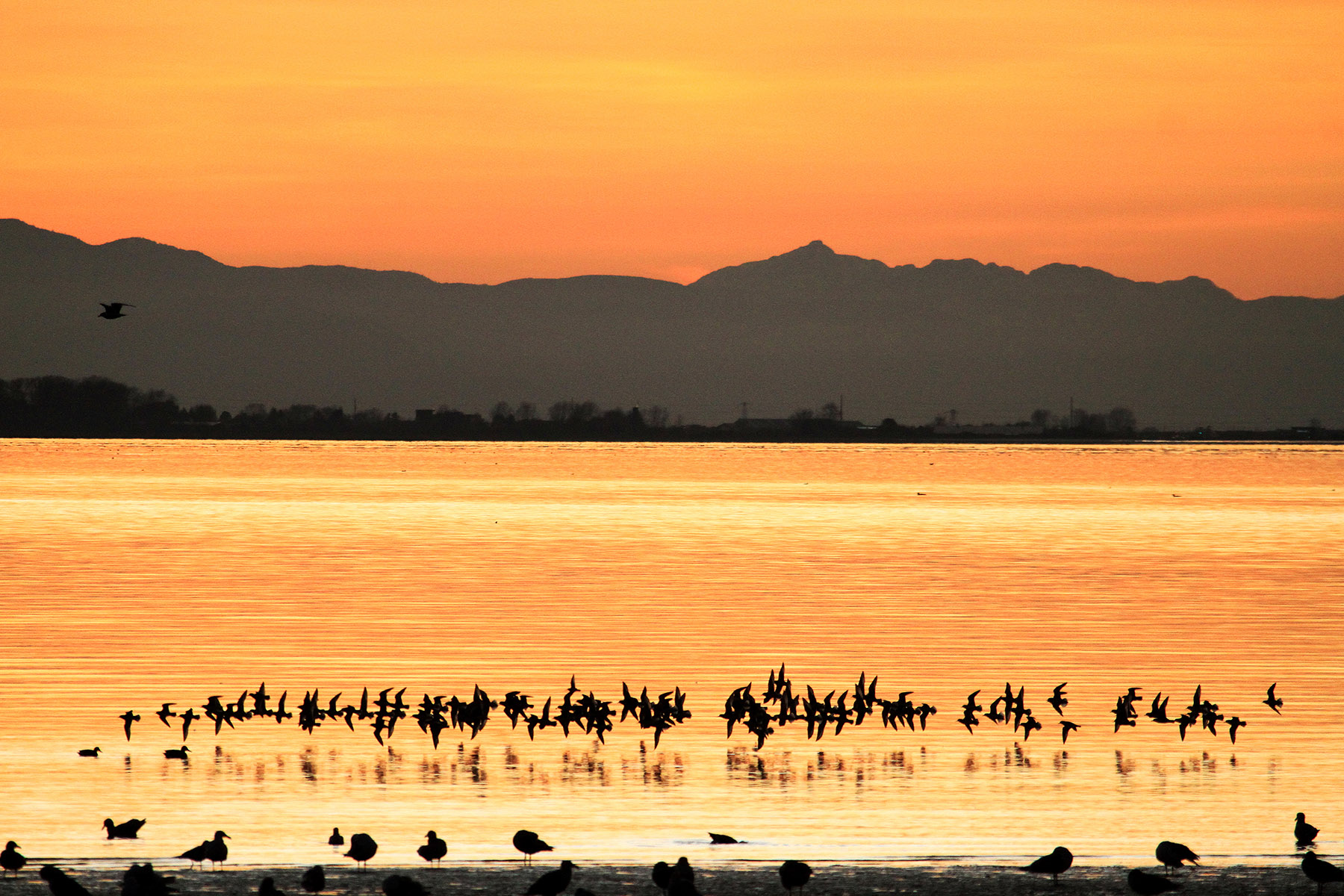 Fraser River Delta. Credit: Environment and Climate Change Canada