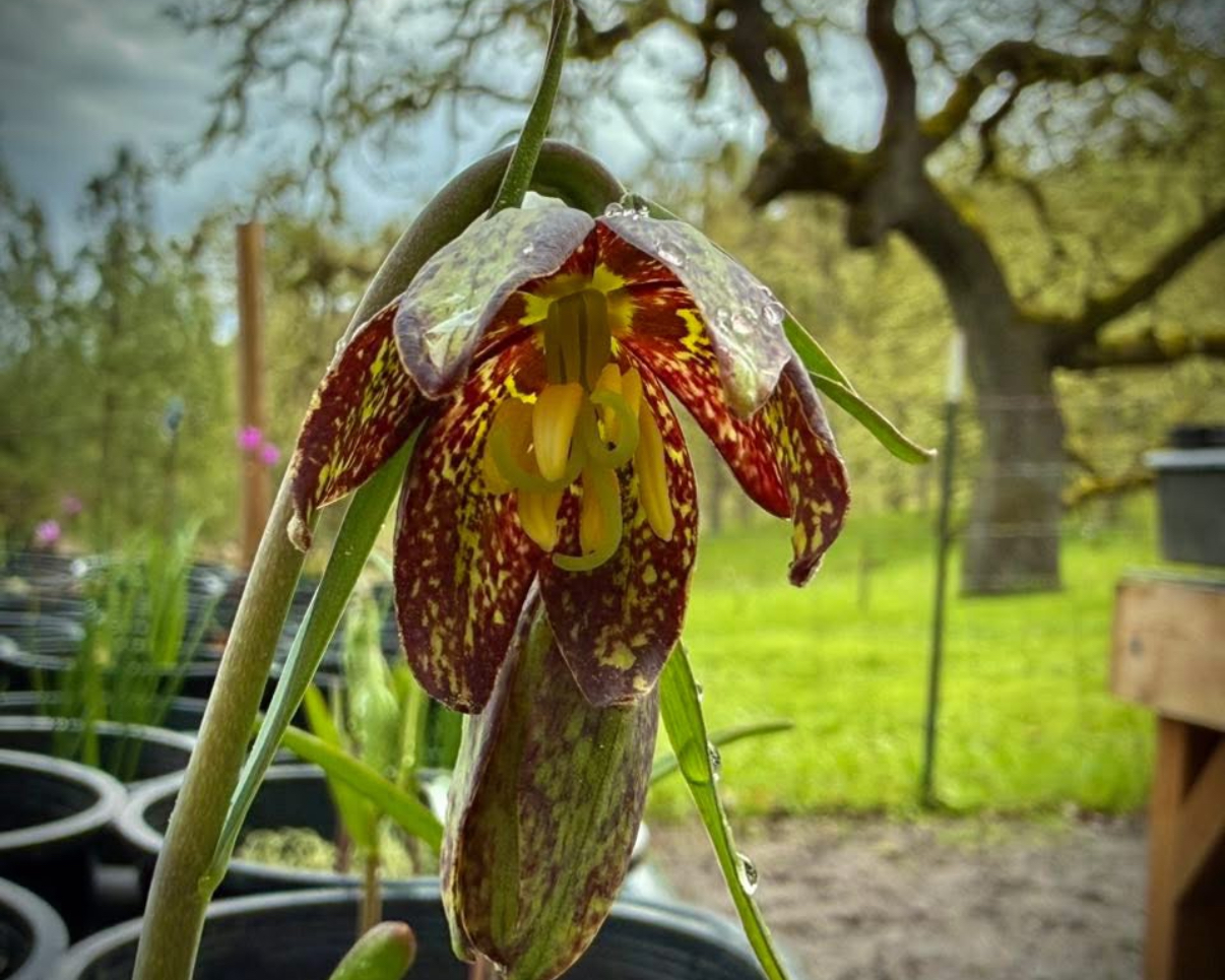 Checker lily is one of Eric's favorite oak-associated wildflowers. Requires 6+ years to bloom when grown from seed. Photo courtesy of Eric Stauder.