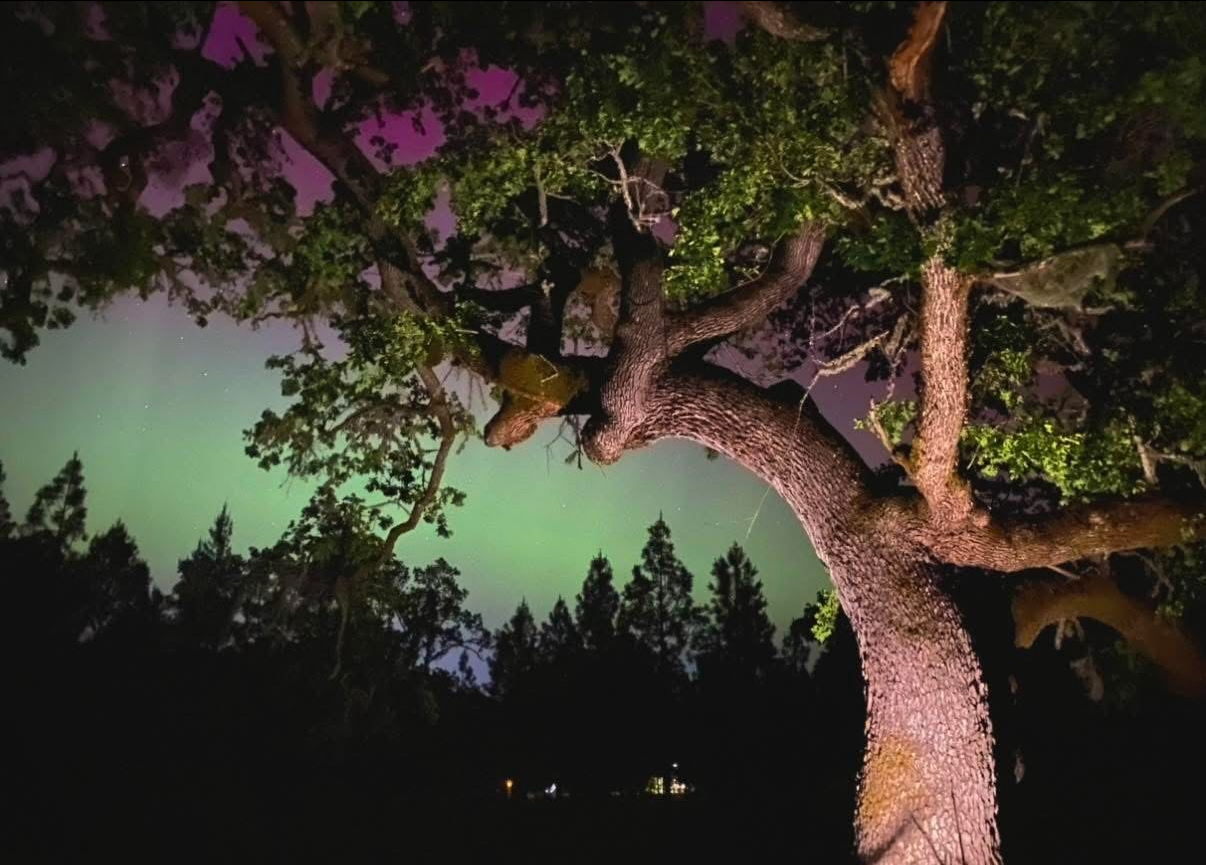 Northern lights above the Eric's nursery namesake Elder Oak. Photo courtesy of Eric Stauder.