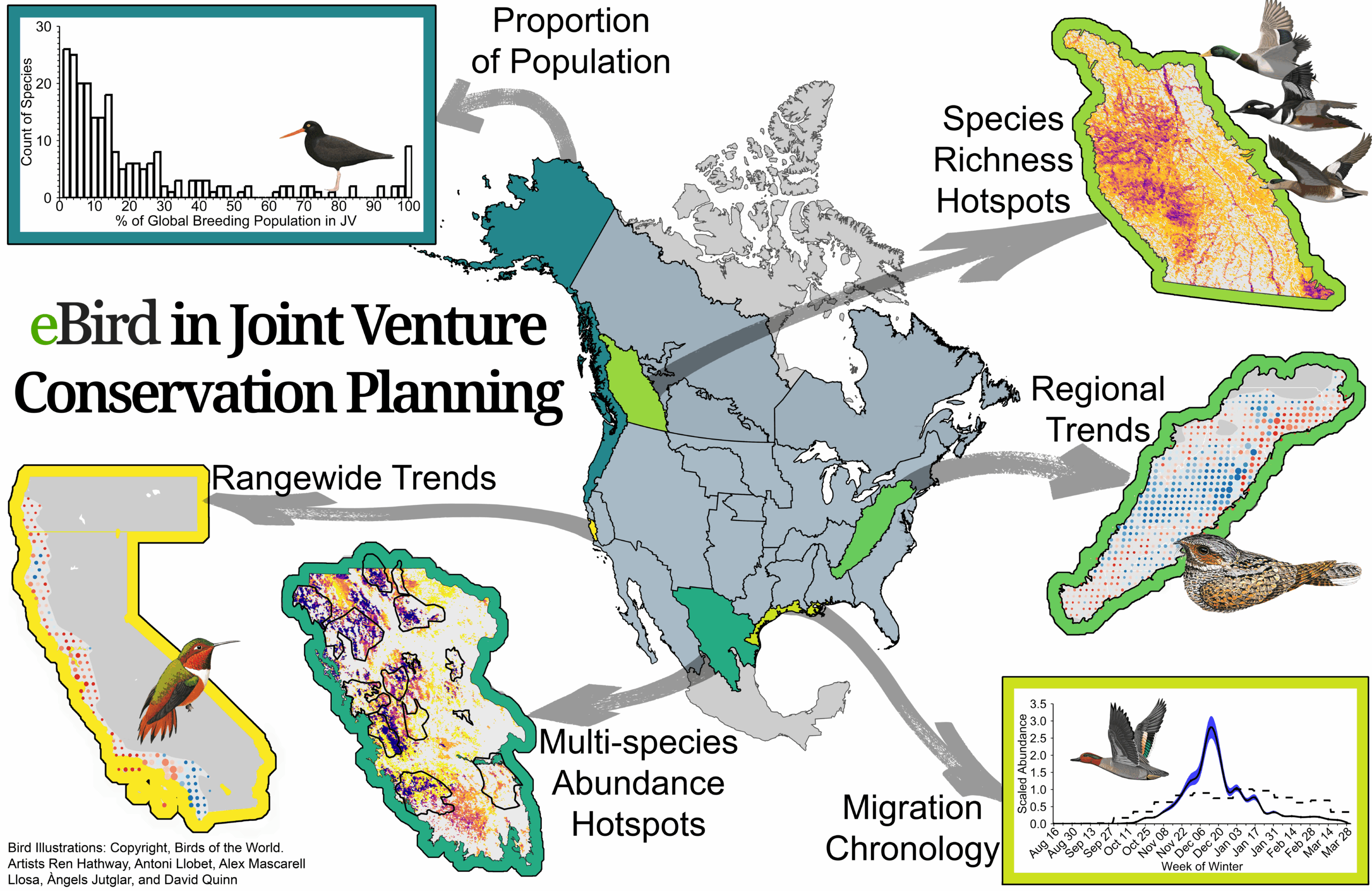 Graphical abstract illustrating six ways Migratory Bird Joint Ventures are already using eBird data products to inform habitat conservation planning and decision making. Source: Ornithologcal Applications