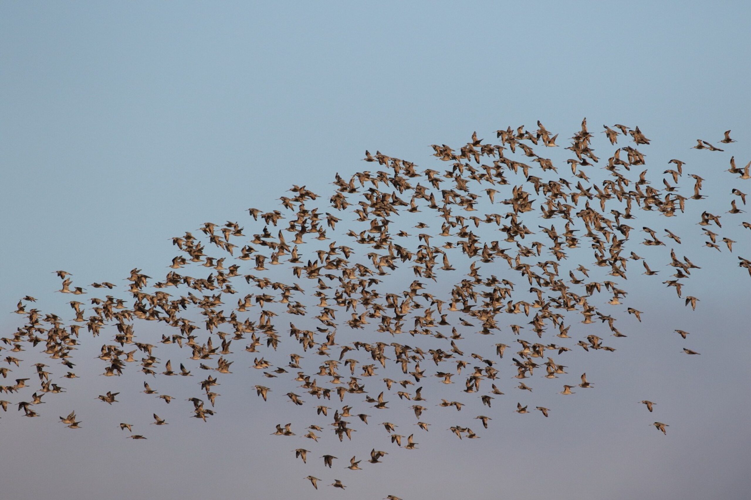 A flock of Marbled Godwits. Photo: Kim Stark