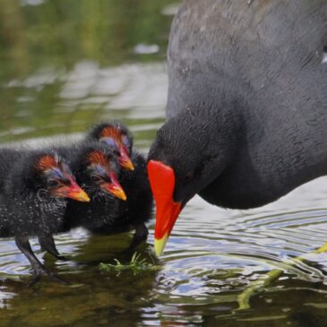 This photo shows a Hawaiian Common Gallinule with three chicks.