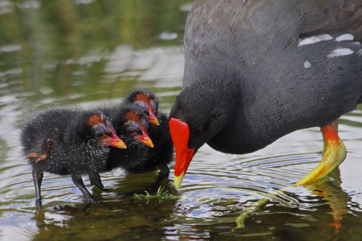 This photo shows a Hawaiian Common Gallinule with three chicks.