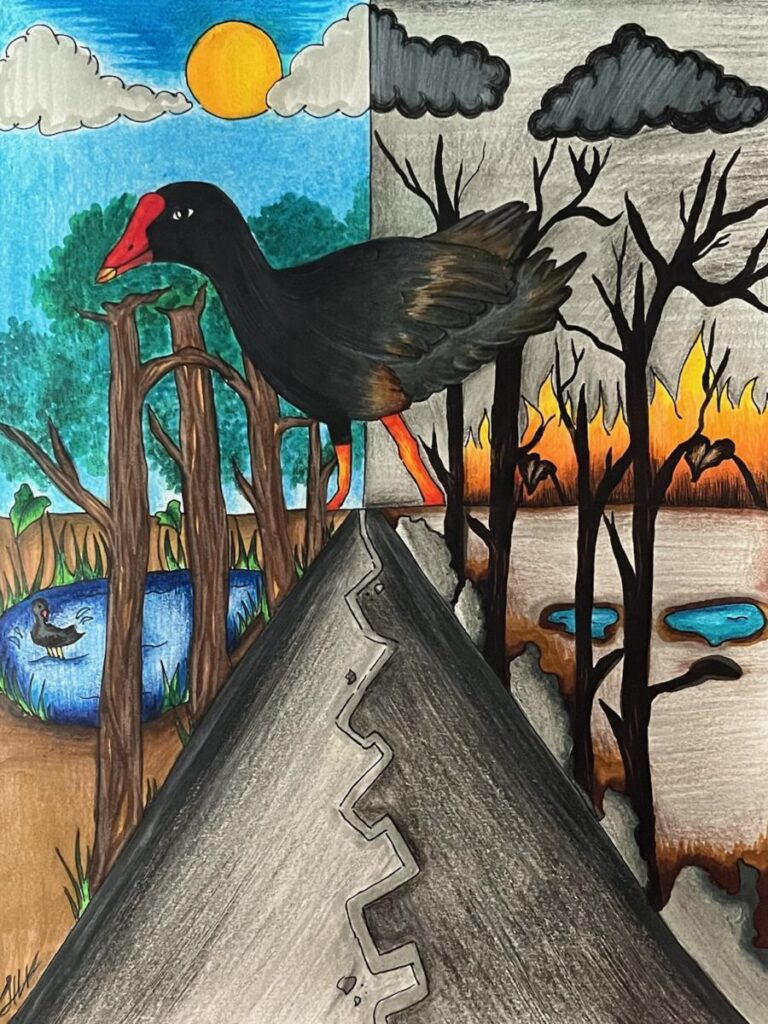 This image is a scanned copy of artwork depicting the ʻalae ʻula bird.