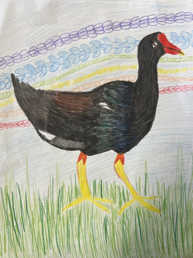 This image is a scanned copy of artwork depicting the ʻalae ʻula bird.