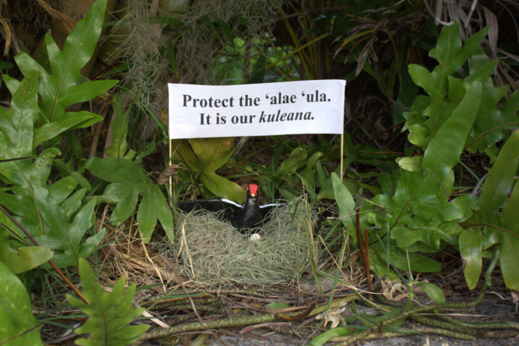 This image is a scanned copy of artwork depicting the ʻalae ʻula bird.