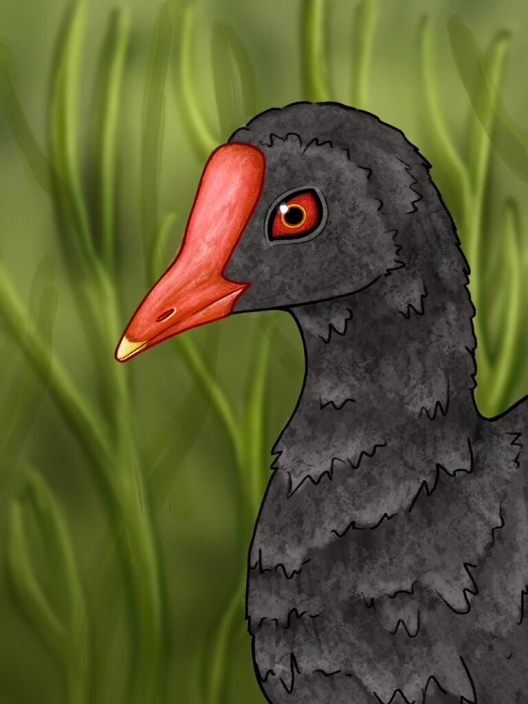 This image is a scanned copy of artwork depicting the ʻalae ʻula bird.