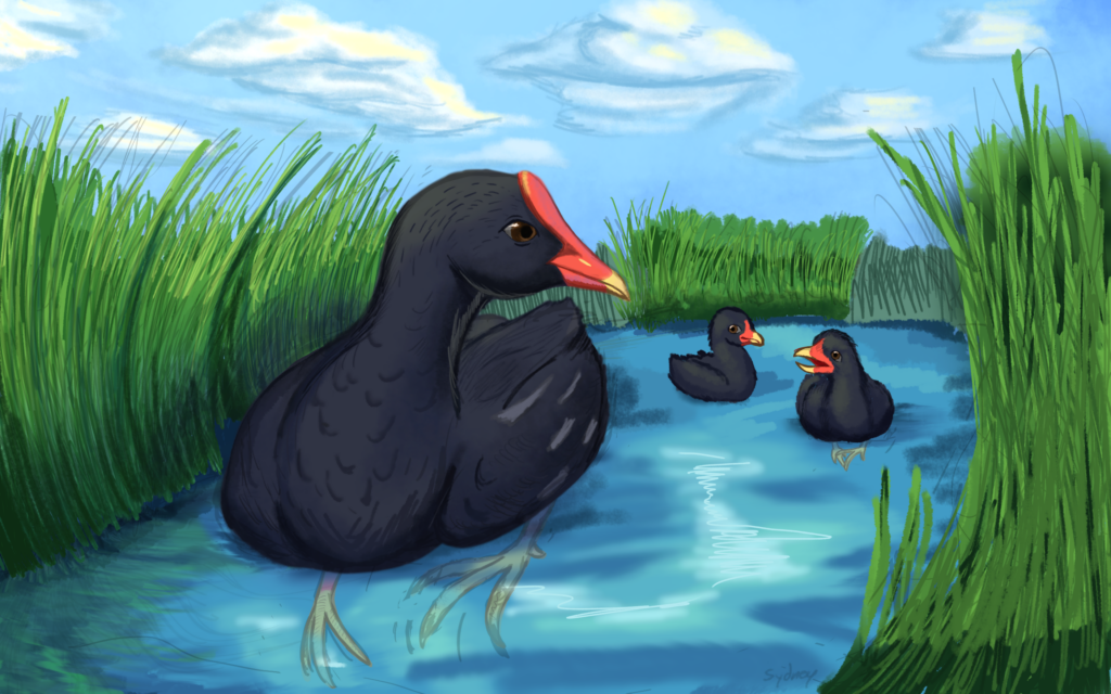 This image is a scanned copy of artwork depicting the ʻalae ʻula bird.