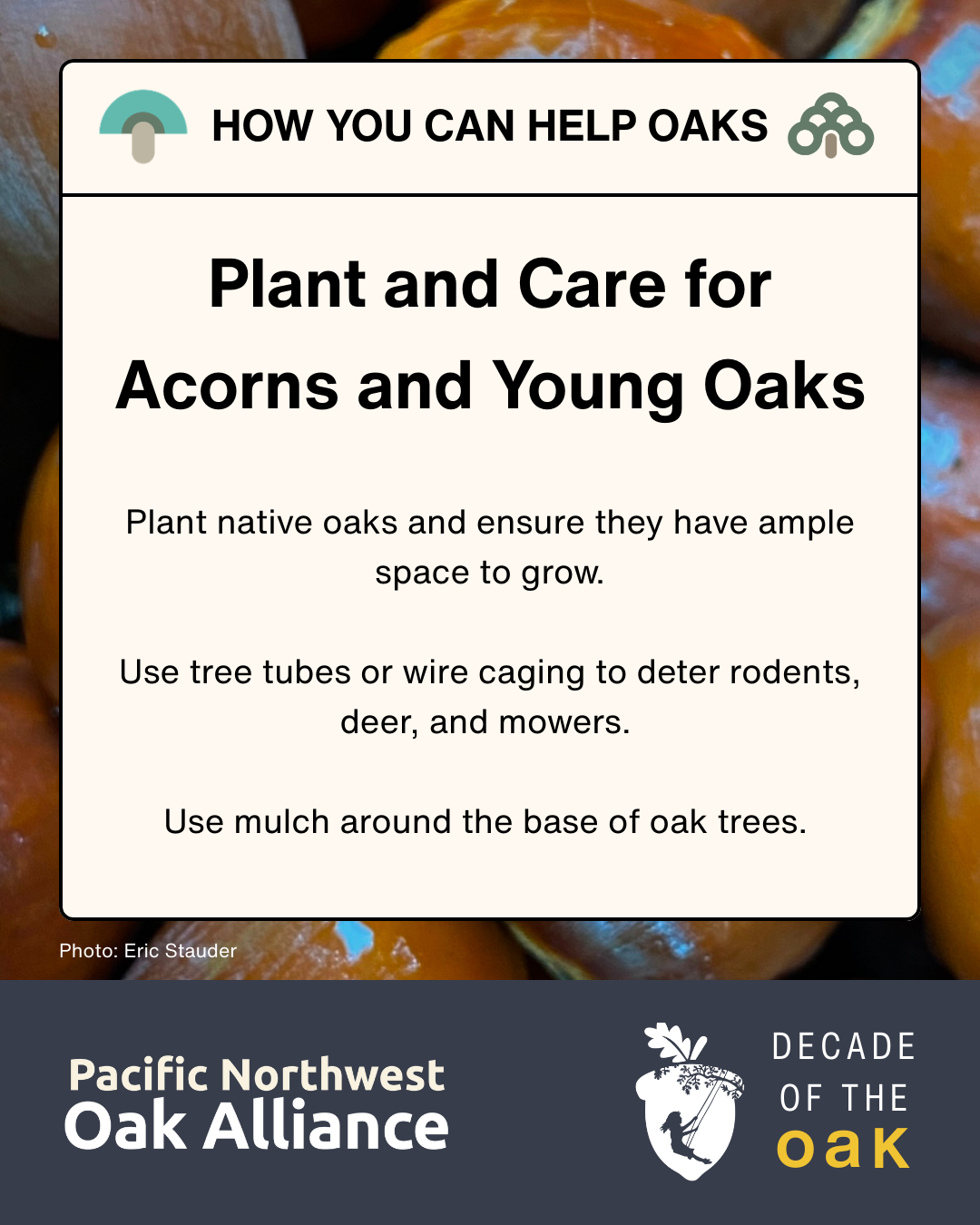 This infographic encourages people to plant oak trees and has logos for the Pacific Northwest Oak Alliance and for Decade of the Oak.