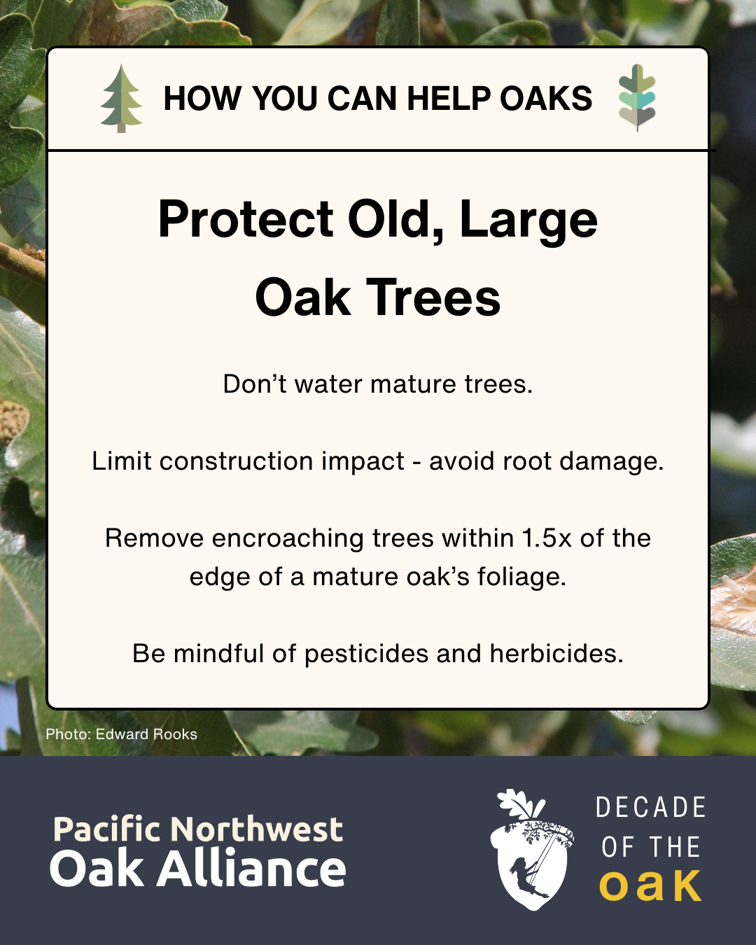 This infographic encourages people to protect large, old oak trees and has logos for the Pacific Northwest Oak Alliance and for Decade of the Oak.