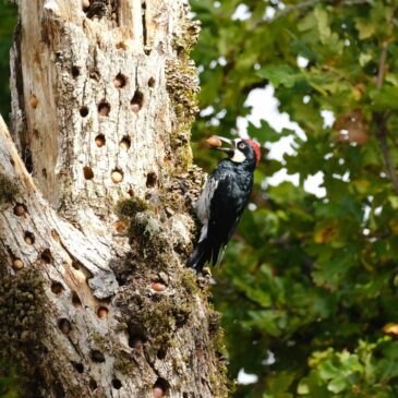 This photo shows an Acorn Woodpecker holding an acorn in its mouth.