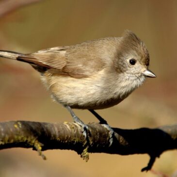 This photo shows an oak titmouse sitting on a branch.