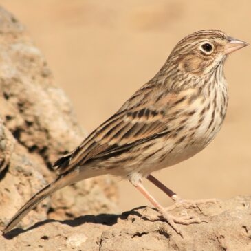 This photo shows an Oregon vesper sparrow standing on a rock.