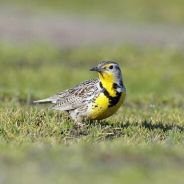 This photo shows a Western Meadowlark standing in the grass.