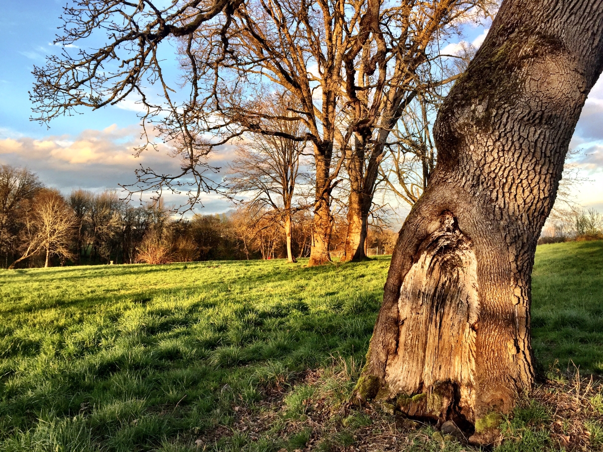 This photo shows oak trees and wet prairie grasses with a blue sky in the background.