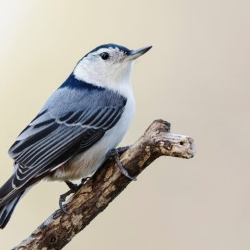 This photo shows a White-breasted nuthatch standing on a branch.