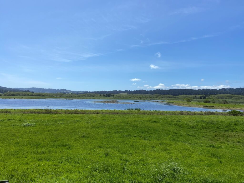 This image shows coastal wetlands in Northern California.