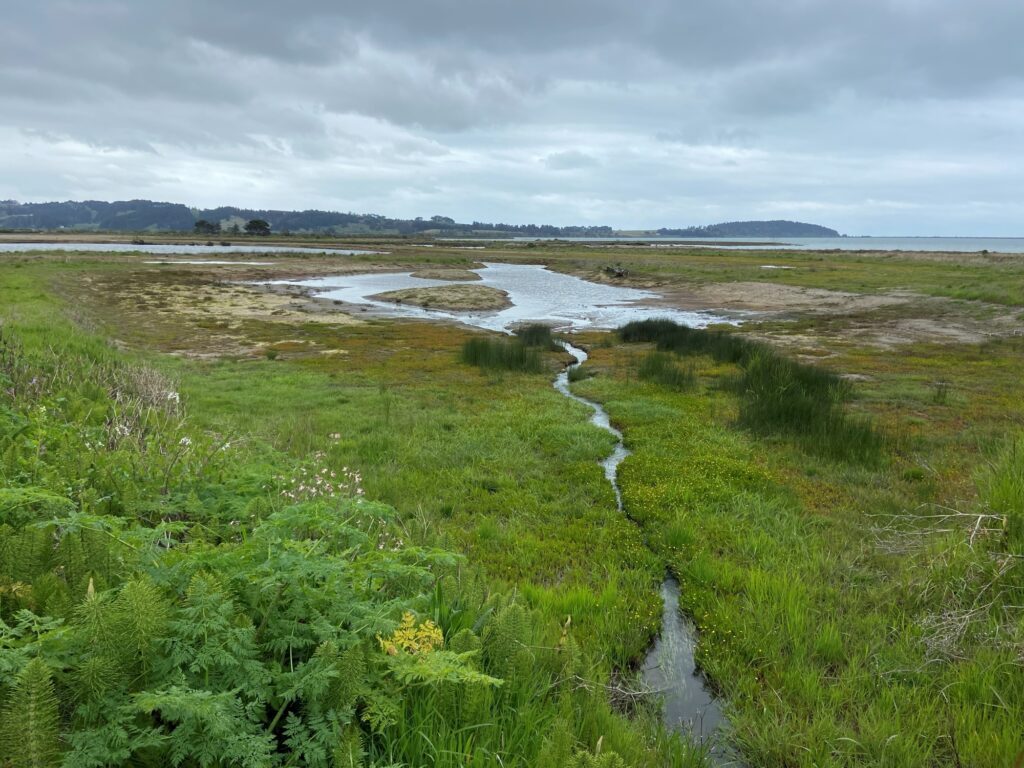 This image shows coastal wetlands in Northern California.