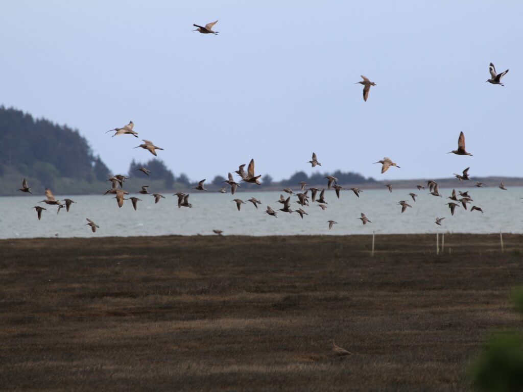 This image shows shorebirds on a California beach.