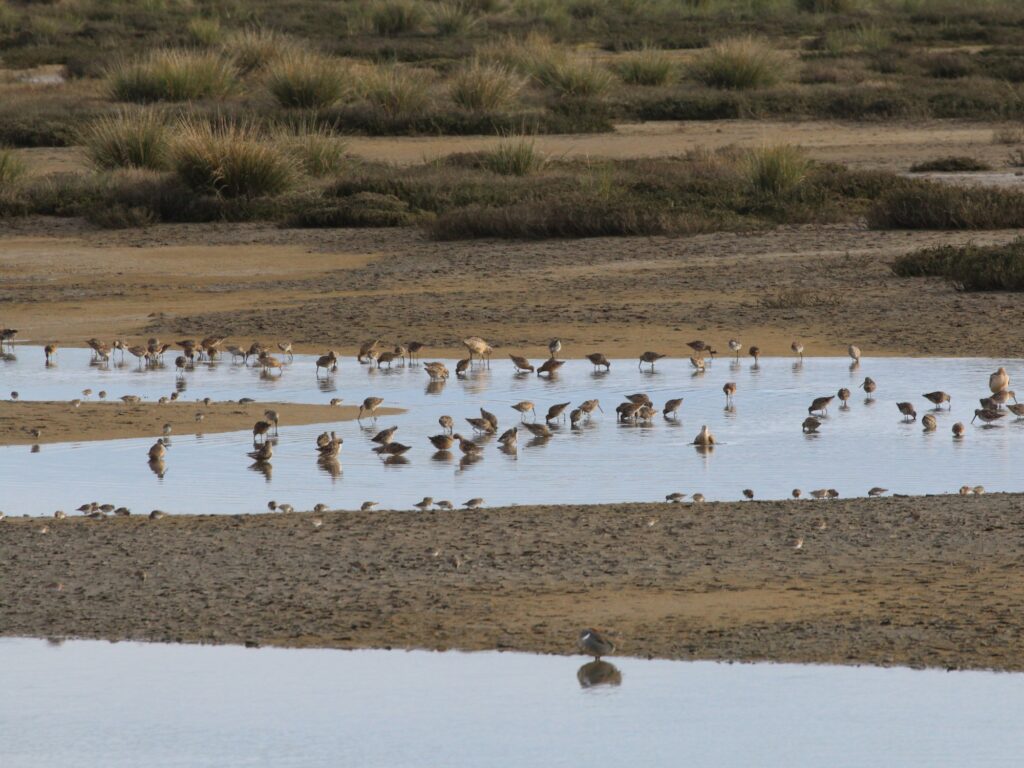 This image shows shorebirds on a California beach.