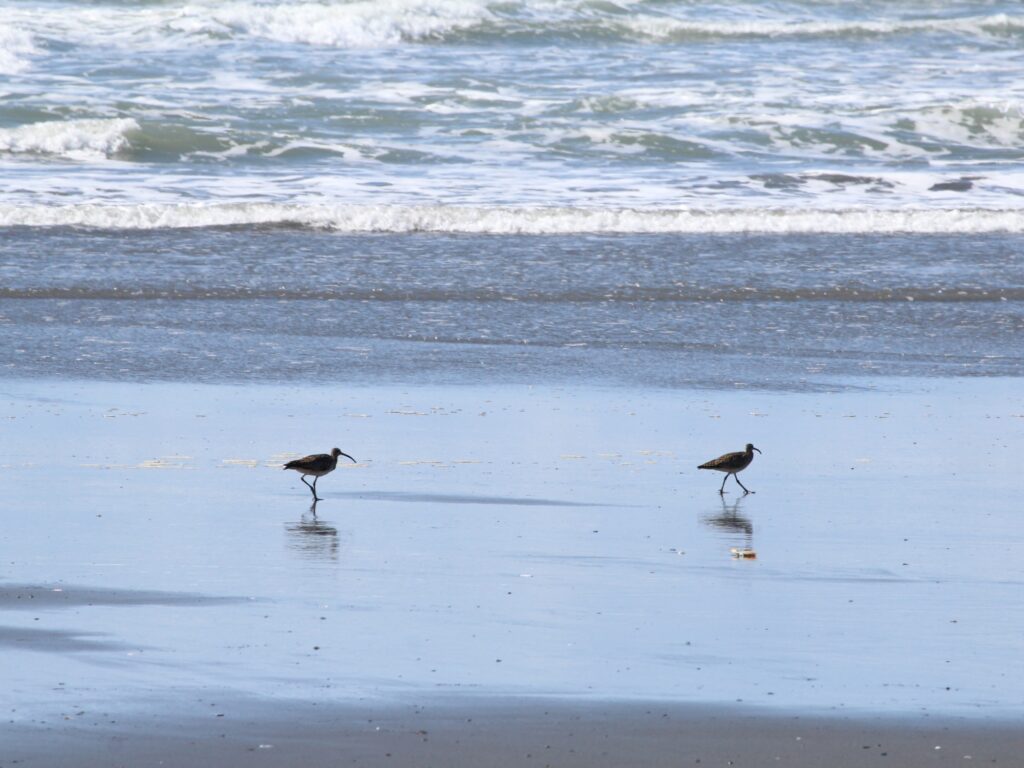 This image shows shorebirds on a California beach.