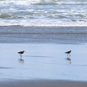 Meet the Coastal Wetlands Committee