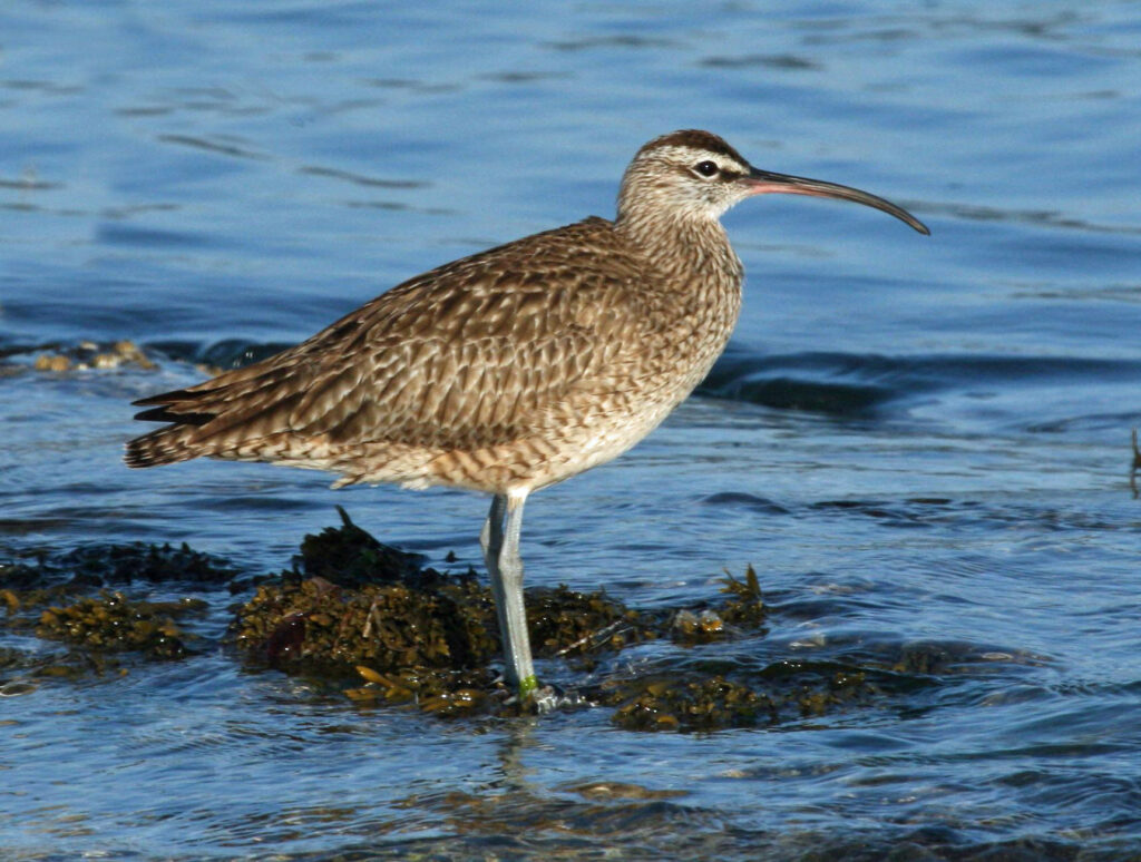 This image shows a hudsonian whimbrel bird on a beach.