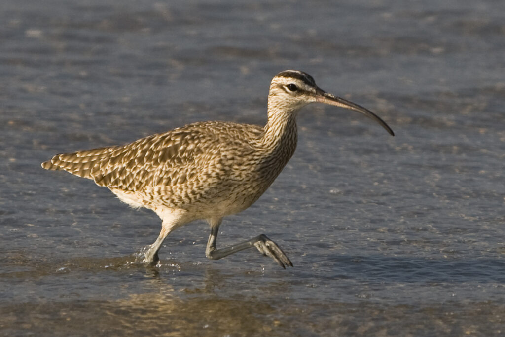 This image shows a hudsonian whimbrel bird on a beach.