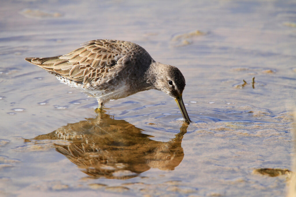 This image shows a long-billed dowitcher on a beach.