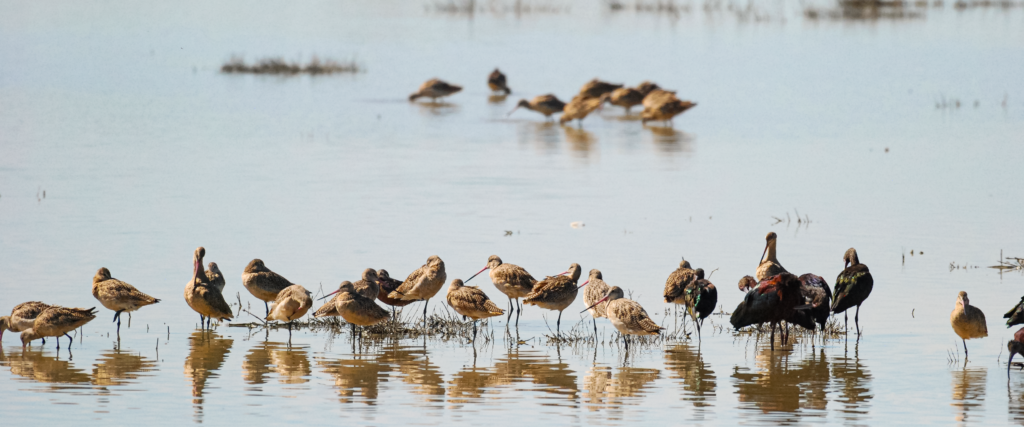 This image shows a group of long-billed dowitcher on a beach.