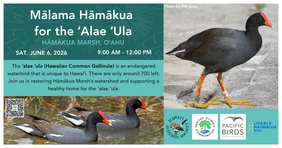 This infographic has information about a volunteer day at Hamakua Marsh on Oahu from 9am to 12pm on June 6.