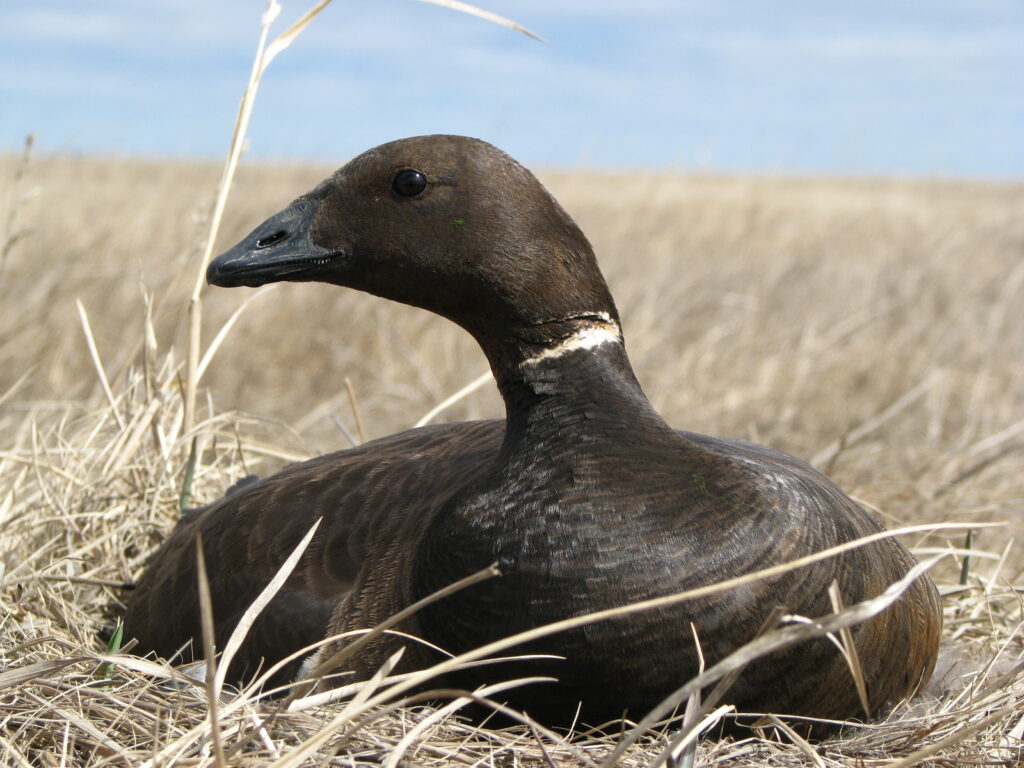 This image shows a Pacific Black Brant sitting in the grass.
