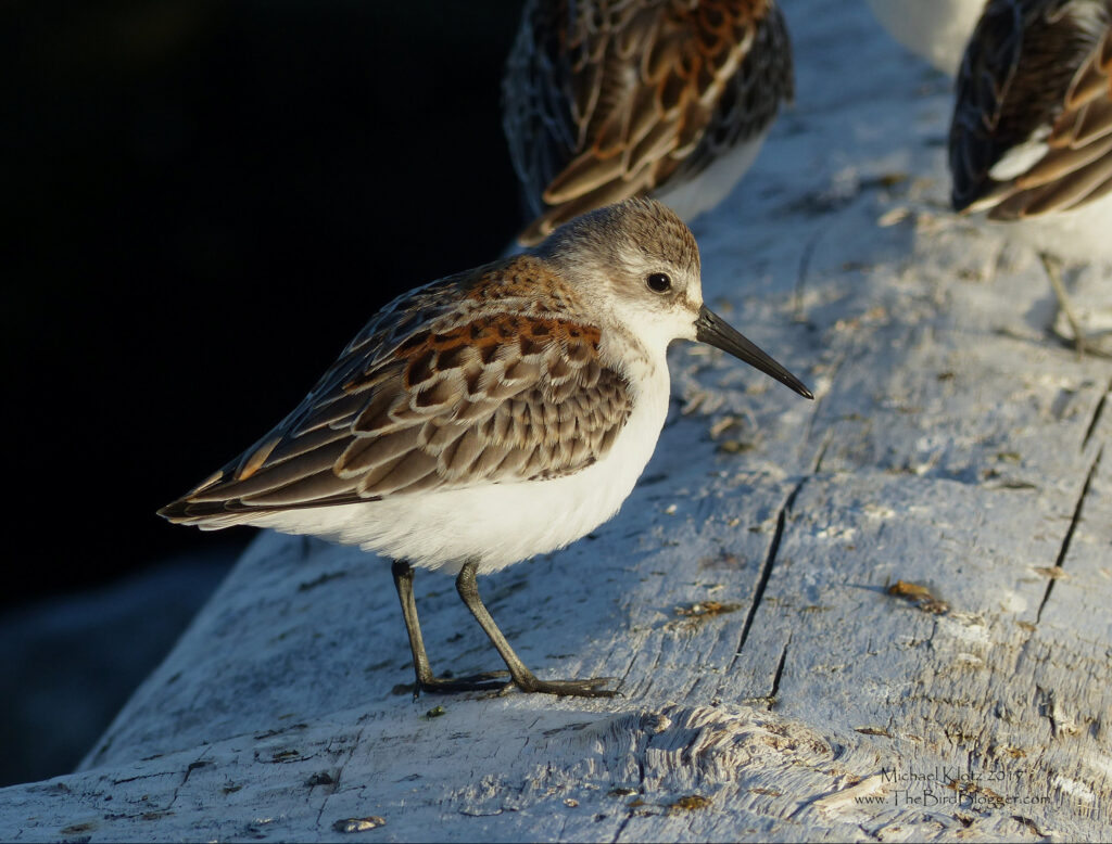 This image shows a Western Sandpiper on a log.