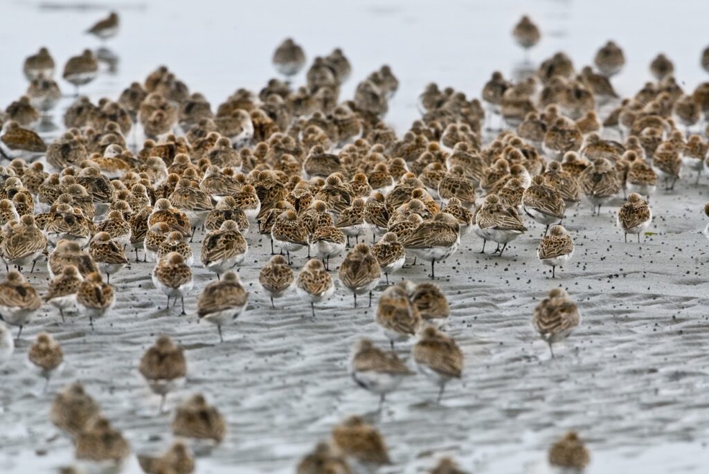 This image shows a group of Western Sandpiper on a beach.